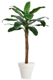 Banana Tree 200 cm Green 