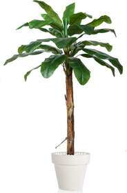 Banana Tree 240 cm Green 