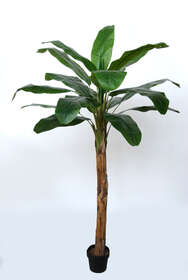 Banana Tree w pot  200 cm Green 