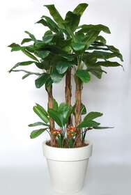 https://www.passionecreativa.it/data/upload/small/banana-tropical-bush-280-cm-green-oragne-v5569002.JPG