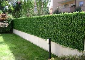  Artificial hedge ivy_50x50 cm