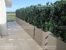 Vasi tortora + barrriera osmanthus terrazzo Roma passionecreativa