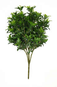 Buxus 3d green