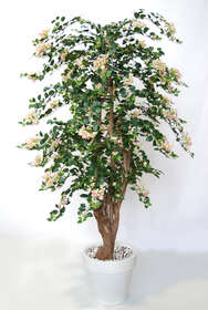 Bouganvillea Stylish 200 cm Light Pink 