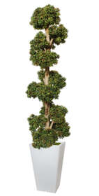 Boxwood Pon Pon 230 cm Green 