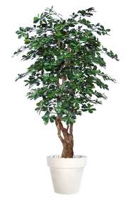 Buxifolia Malabar 180 cm