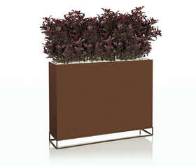 buxus borgogna con vaso