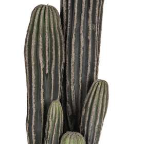 Cactus h 58 cm dettaglio