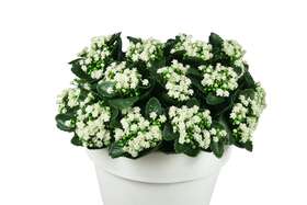 White Kalanchoe