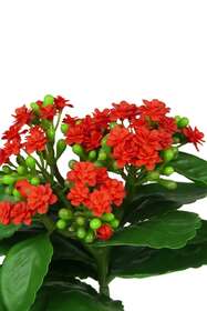 Red Kalanchoe