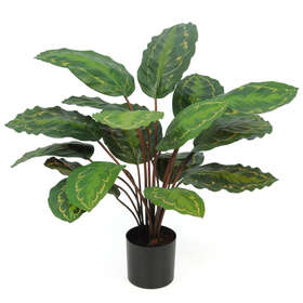Calathea Plant w pot 50 cm Green Red 5645GRD