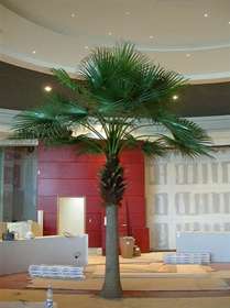 Camerus_Palm_600_cm_Green_4079GRN