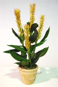 Canna_Plant_w_Cellino_100_cm_Yellow_49