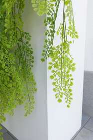 Maidenhair 2