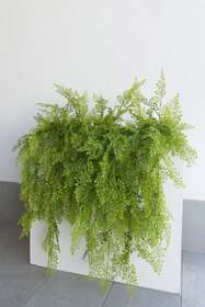 Maidenhair 4