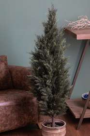 Cypress h 137 cm set