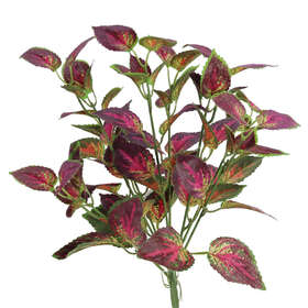 Coleus Bush 50 cm Burgundy