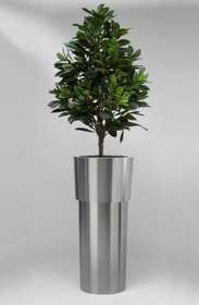 vaso acciaio con bordo + FICUS CYATHISTIPULA pianta artificiale