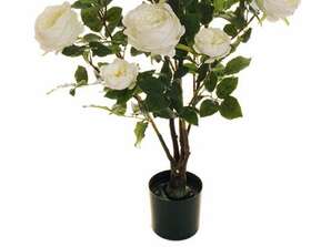 Albero di Rose Bianco