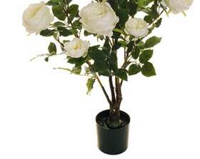 White Rose Tree