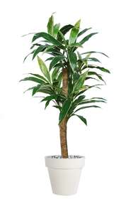 Cordyline Expo 160 cm Variegated 