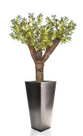 Crassula_Hobbit_220_cm_Green_V_4245A02