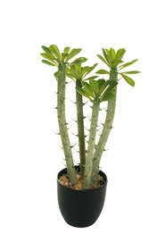 CRASSULA PLANT WFOAM STEMS, PLASTIC LVS & PLASTIC POT. D. 15,5 CM, H. 15 CM, 59 CM.