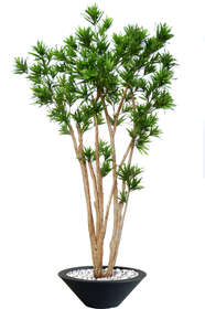 Dracaena Reflexa Upper 260 cm Green 