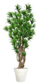 Dracaena Reflexa Tonic 220 Cm Green