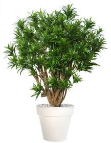 Dracaena Reflexa Giant 140 Cm