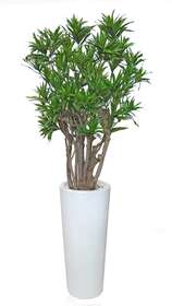 Dracaena Reflexa Giant 170 cm Green