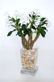 Euphorbia_Milii_50_cm_White_Art_glass_31