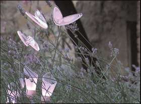 Butterflies during the day