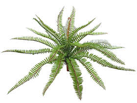 Fern Valley Medium 40 cm Green