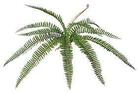 Fern Valley Small 30 cm Green