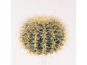 FEROCACTUS BALL without POT diam 48/27,5 cm