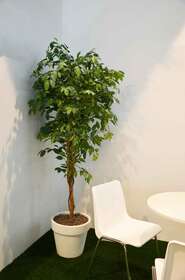 ficus ambientato bassa