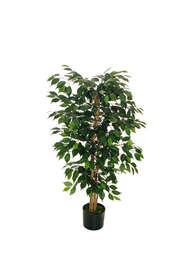 FICUS BENJAMIN 630 LVS 2 TRUNKS 2 LIANAS 120 CM VERDE.