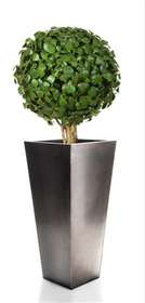 Ficus_Deltoidea_Topiary_d_50_H_160_CM_Green_V_4000B05[2]