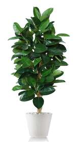 Ficus Elastica Tree 170 cm Green