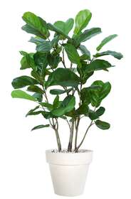 Ficus Lyrata Wild Forest 150 cm Green