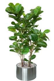 Ficus Lyrata Wild Forest 220 cm Green