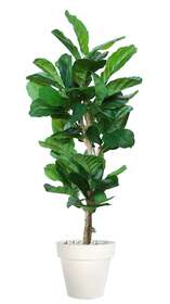 Ficus Lyrata Wild Open 180 cm Verde
