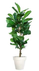 Ficus Lyrata Wild Open 180 cm Green