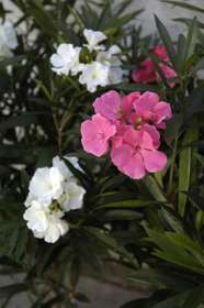 White/pink flowers detail