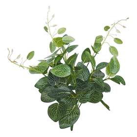 Fittonia Bush 48 cm Green 