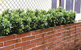 Buxus