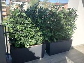 Jasmine artificial hedge h 100 terrace passionecreativa