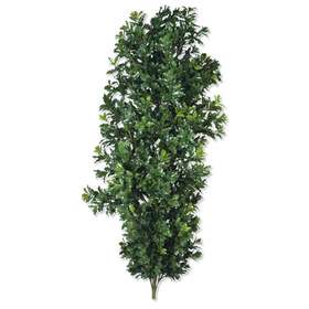 osmanthus h 120 vista fronte