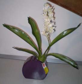 Giotto_con_Cymbidium_jewl_plant[2]